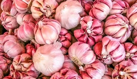 Alho estrangeiro ameaça produção nacional e preocupa setor