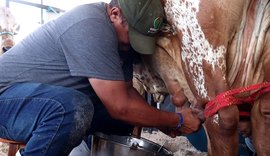 Raça Gir Leiteiro protagoniza primeiro Torneio Leiteiro da Expoagro Alagoas