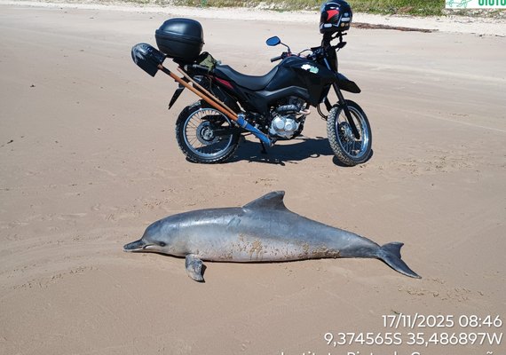 Boto-cinza aparece morto no litoral Norte de Alagoas