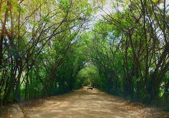 Túnel Verde é lindo atrativo turístico de Porto de Pedras