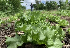 Área plantada cai em Alagoas, mas valor de produção bate recorde