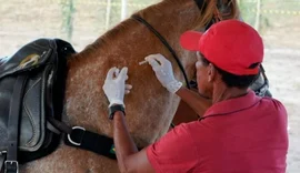 Prefeitura de Marechal Deodoro inicia campanha de vacinação antirrábica em equinos