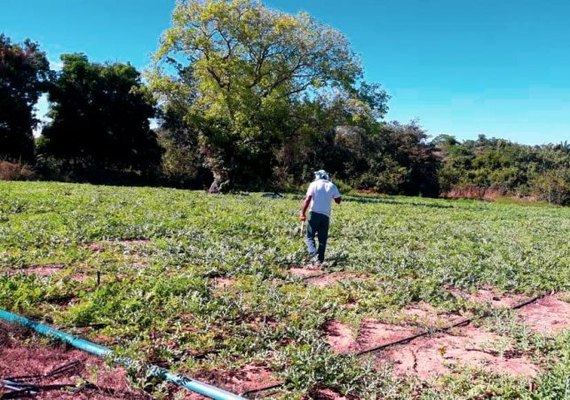 Sebrae auxilia pequenos produtores em AL com o programa Agronordeste