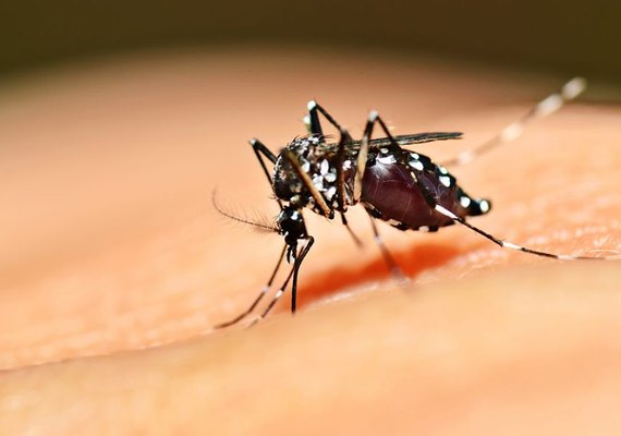 Casos de dengue no Brasil aumentam 240% no primeiro trimestre do ano