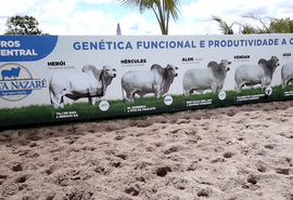 Leilão de Excelência Santa Nazaré promete movimentar o mercado de genética bovina em Alagoas