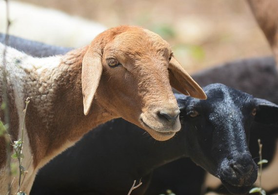 Agricultores familiares dobram a contratação de crédito do Plano Safra no BNB