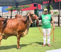 Gir Leiteiro é considerada uma das raças mais competitivas da Expoalagoas Genética