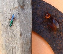 Vespas podem conter o segredo para retardar o processo de envelhecimento, diz estudo