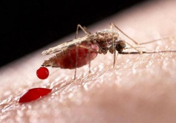 Confirmado: Alagoas tem mosquito transmissor da malária