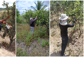 AL assegura a manutenção do status sanitário de área sem ocorrência de Cancro Cítrico